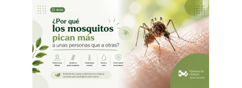¿Por qué los mosquitos pican más a unas personas que a otras?